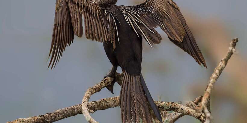 Bundala National Park Safari - Birding Paradise Tour - Golden-hour light and photography