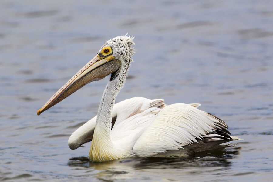 Bundala National Park Safari - Birding Paradise Tour - Is the $43 price good value?
