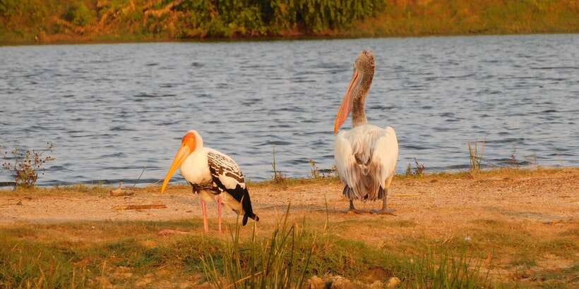 Bundala National Park Safari (PRIVATE TOURS) - Should you book it?