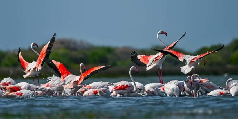 Bundala National Park Safari (PRIVATE TOURS) - Why Bundala feels different from Yala