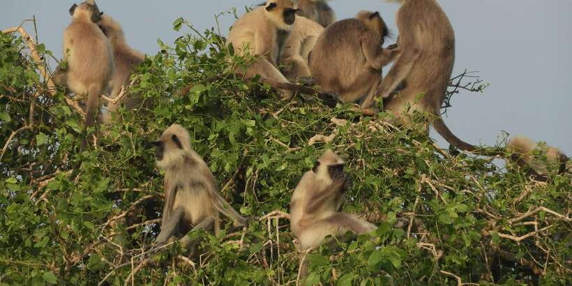 Bundala National Park Safari (PRIVATE TOURS) - Birds are the main attraction