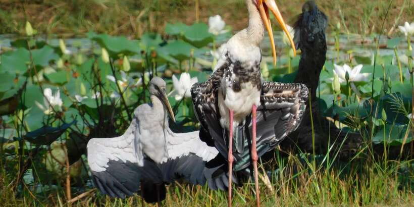 Bundala National Park Safari (PRIVATE TOURS) - Elephants, crocodiles, monkeys, and smaller finds