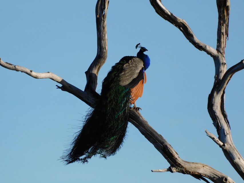 Bundala National Park Safari (PRIVATE TOURS) - The coast, beaches, and evening extras
