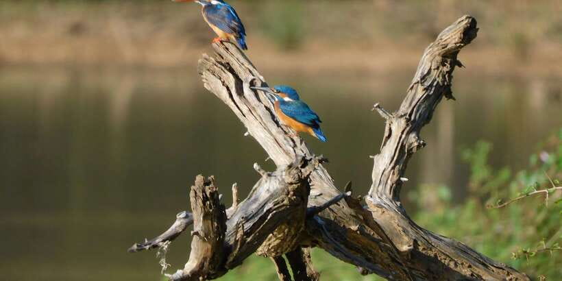 Bundala National Park Safari (PRIVATE TOURS) - Which guide may suit your interests