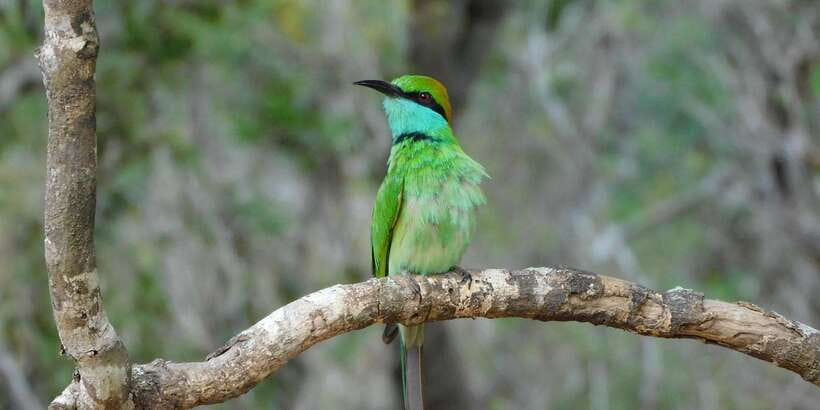 Bundala National Park Safari (PRIVATE TOURS) - What the $36 price really covers