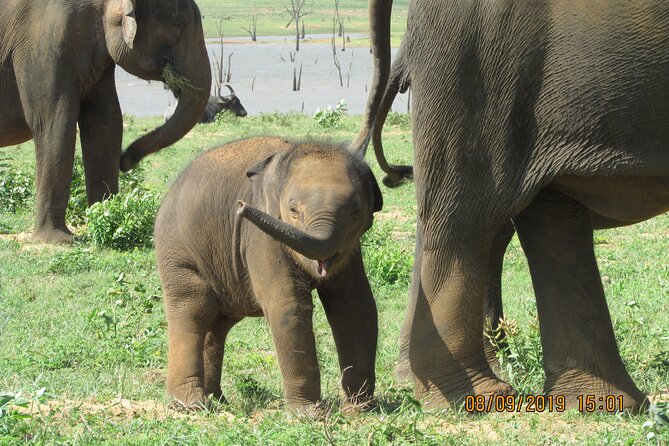 Bundala National Park : Safari Tour with Entrance tickets & Jeep - Key points at a glance