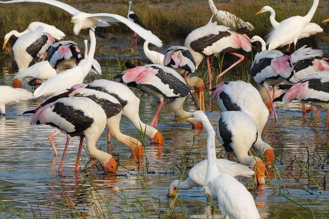 Bundala National Park : Safari Tour with Entrance tickets & Jeep - Why Bundala feels different from a standard Sri Lankan safari