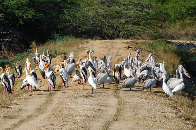 Bundala National Park : Safari Tour with Entrance tickets & Jeep - Elephants, crocodiles, and smaller wildlife