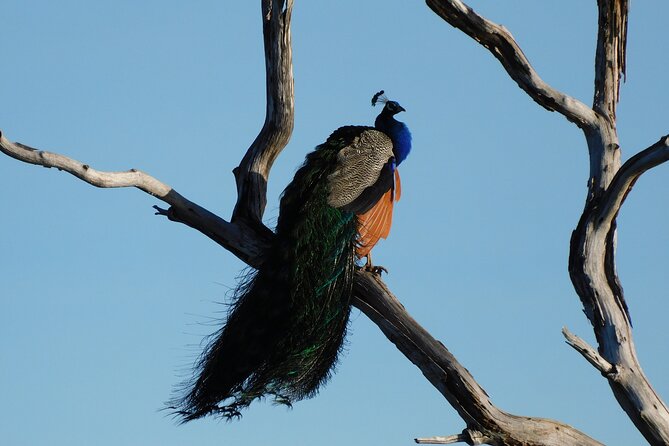 Bundala National Park : Safari Tour with Entrance tickets & Jeep - Is $69 good value?