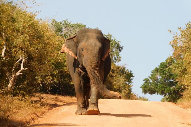Bundala National Park : Safari Tour with Entrance tickets & Jeep - Pickup areas and practical planning