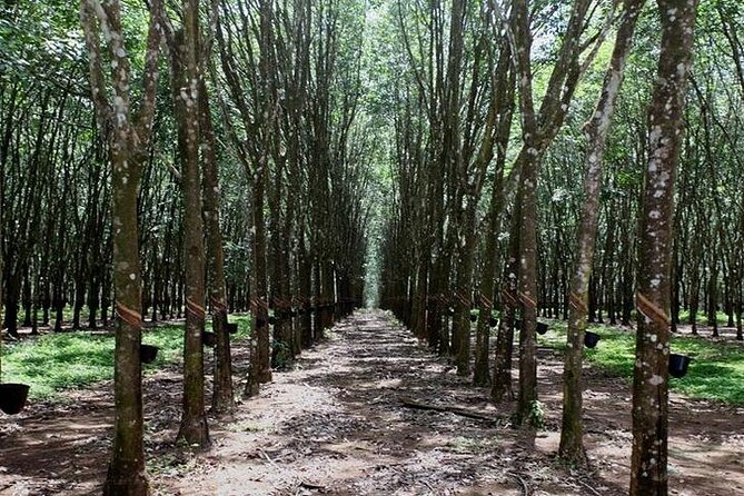 Ceylon Tea Experience Start from Colombo Port Passenger Terminal - Tea plucking and rubber tapping near Ingiriya