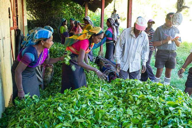 Ceylon Tea Experience Start from Colombo Port Passenger Terminal - Cinnamon Gardens and the Nelum Pokuna theater
