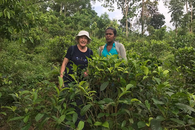 Ceylon Tea Experience Start from Colombo Port Passenger Terminal - Beira Lake and Seema Malakaya Temple