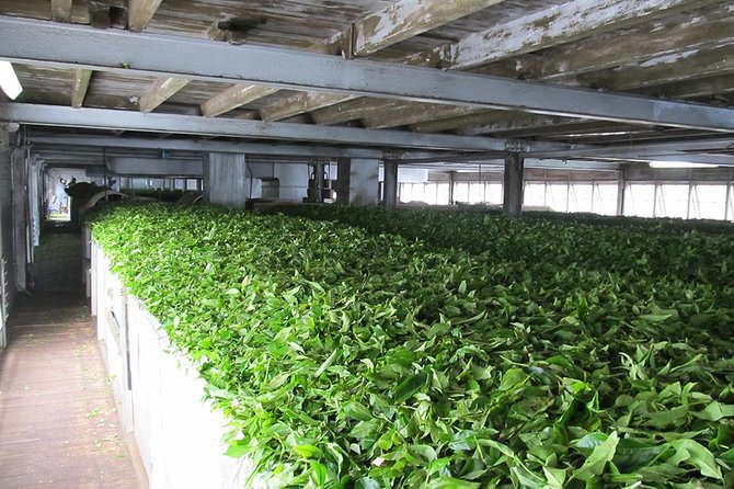 Ceylon Tea Experience Start from Colombo Port Passenger Terminal - Galle Face, the old Parliament, and the route back