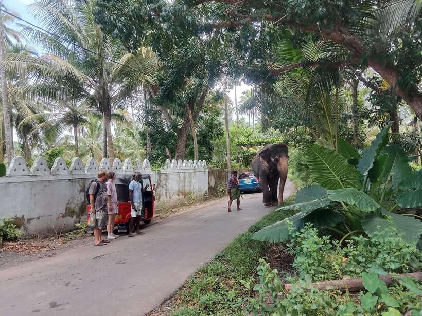 City Tour: Discover Aluthgama with Thrilling Adventures - Who should book this day out?