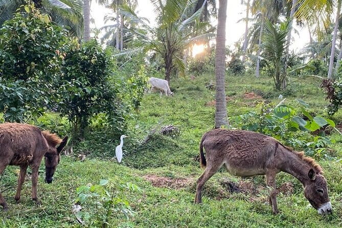 Coastal Ride to Galle from Hikkaduwa - The value of $62 per person