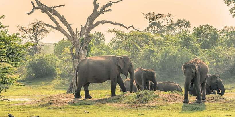 Colombo: 2-Day Cultural Highlights & Heritage Sites Tour - Minneriya safari adds wild elephants to the itinerary