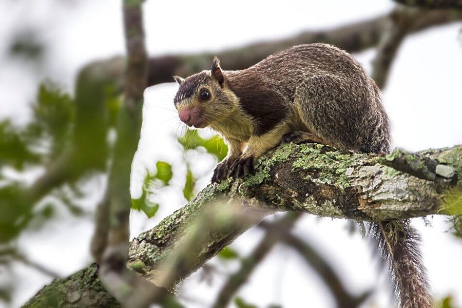 Colombo/Bentota/Kalutara/Ahungalla: Yala Safari Tour - Who should book this one-day outing