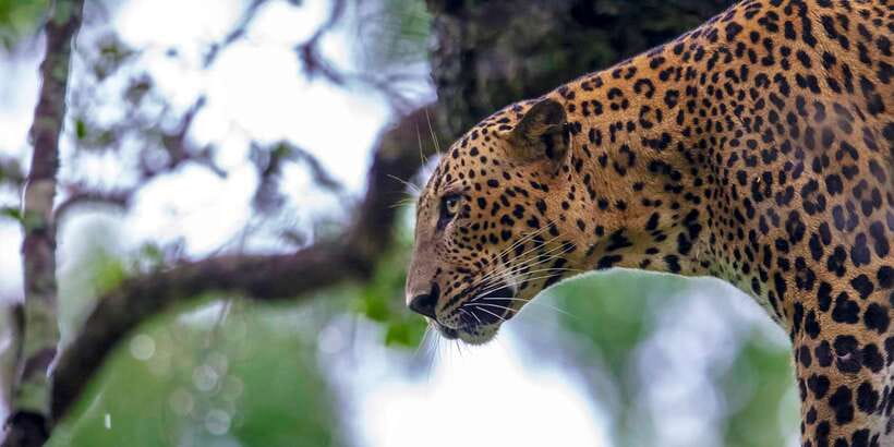 Colombo/Bentota/Kalutara/Ahungalla: Yala Safari Tour - The long road from Colombo, Bentota, Kalutara, or Ahungalla