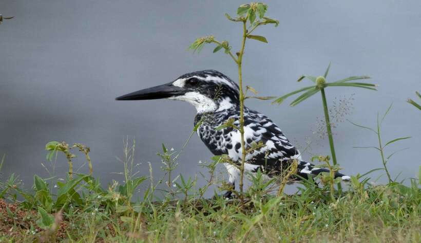 Colombo: Bird watching around Colombo-Guided Tour - 06 hours - Why Colombo is a surprisingly good birding base