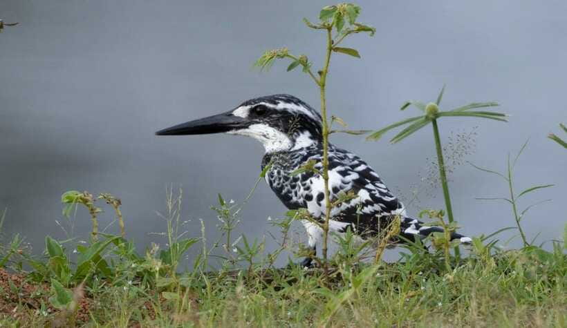 Colombo: Bird watching around Colombo-Guided Tour - 06 hours - Second wildlife stop: 1.5 hours in a different habitat