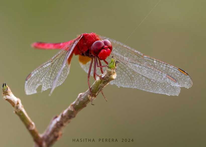Colombo: Bird watching around Colombo-Guided Tour - 06 hours - Third wildlife stop: 1.5 hours in a small forest patch