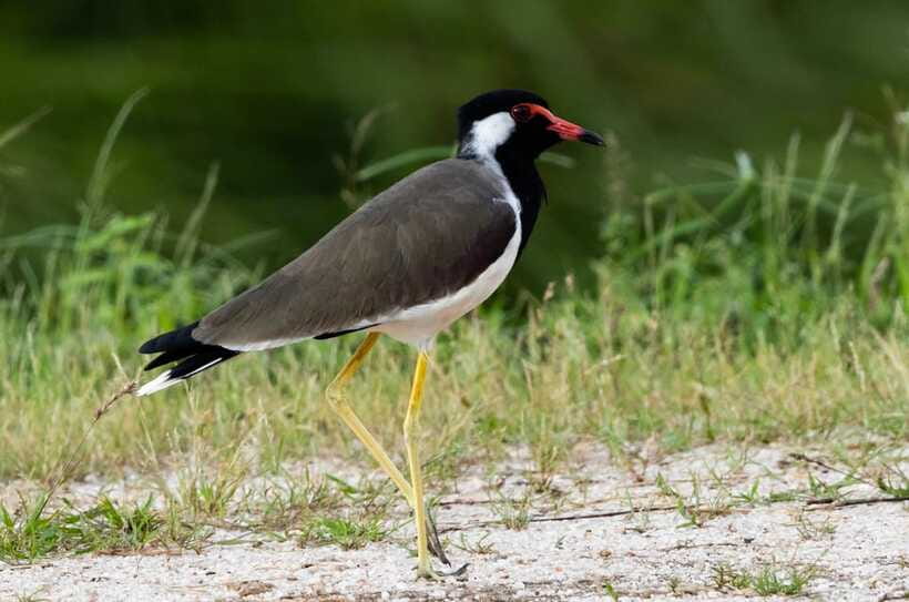 Colombo: Bird watching around Colombo-Guided Tour - 06 hours - What Hasitha adds to the day
