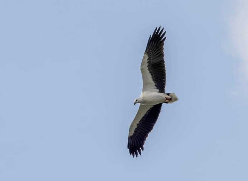 Colombo: Bird watching around Colombo-Guided Tour - 06 hours - Who will enjoy this Colombo birding tour