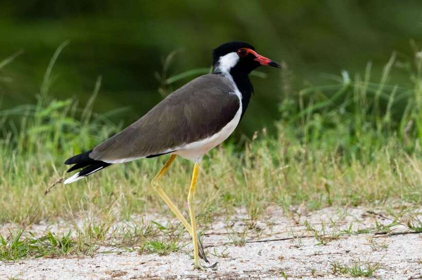 Colombo: Bird watching around Colombo-Guided Tour - 06 hours - Starting from your Colombo hotel