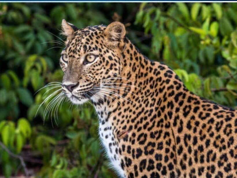Colombo/Negombo: 2-Day Tour to Arugam Bay with Yala Safari - What this two-day route really offers