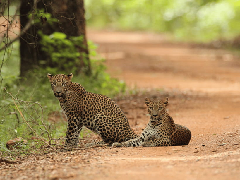 Colombo/Negombo: 2-Day Tour to Arugam Bay with Yala Safari - The final drive to Arugam Bay