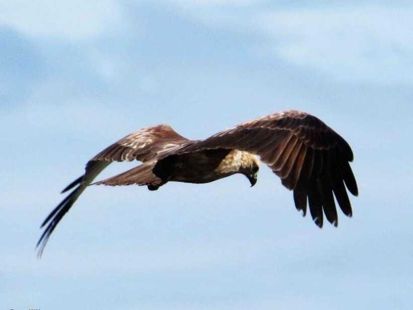 Colombo/Negombo: 2-Day Tour to Arugam Bay with Yala Safari - What is included, and what can raise the final cost