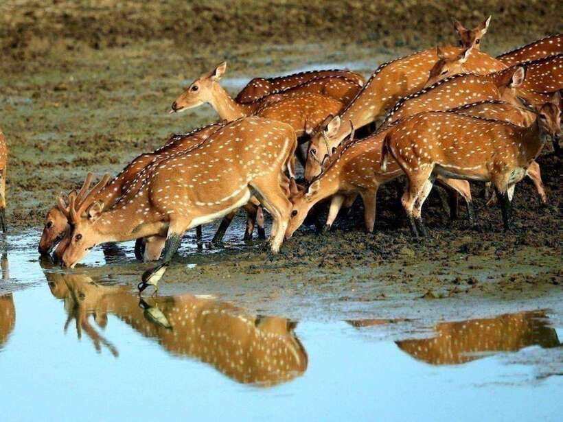 Colombo/Negombo: 2-Day Tour to Arugam Bay with Yala Safari - Madu Ganga: a calm start through mangroves