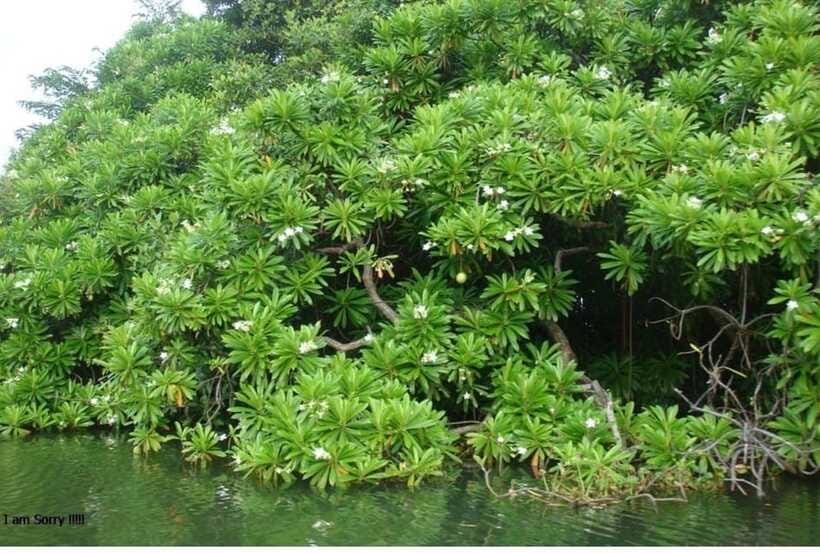 Colombo/Negombo: Muthurajawela & Dutch Canal Boat Adventure - What the Hamilton Canal ride adds