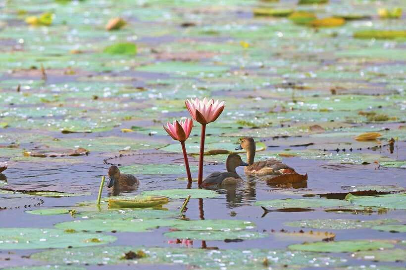 Colombo/Negombo: Muthurajawela & Dutch Canal Boat Adventure - What to bring and how to prepare