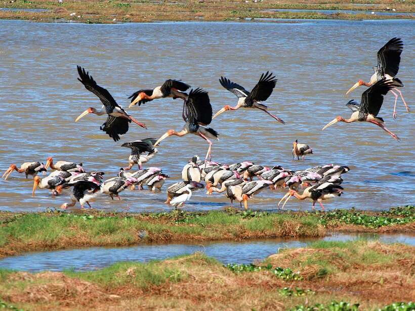 Colombo/Negombo: Muthurajawela & Dutch Canal Boat Adventure - The 6:00 pickup and early start