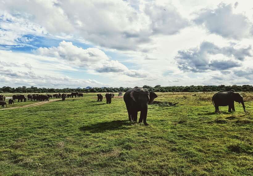 Colombo/Negombo: Sigiriya, Dambulla, and Minneriya Safari - Guides, drivers, and the human side of the trip