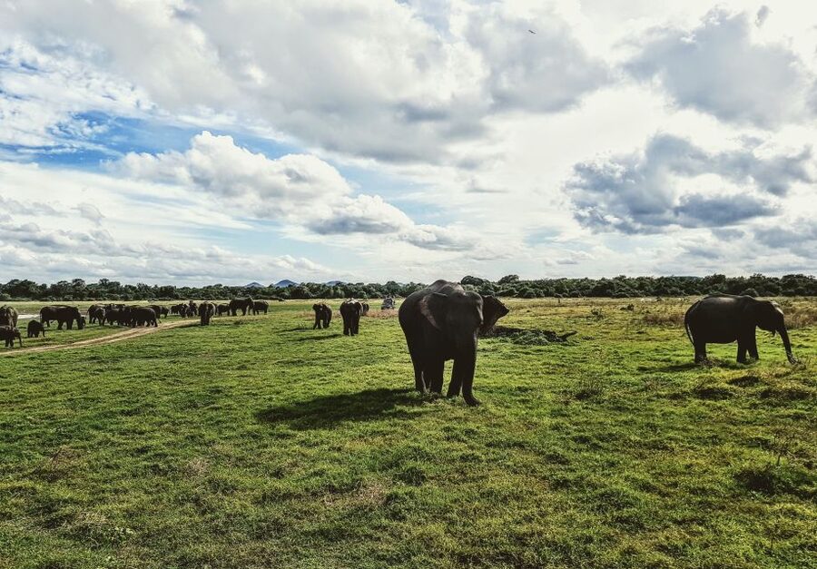 Colombo/Negombo: Sigiriya, Dambulla, and Minneriya Safari - Who should book this experience?