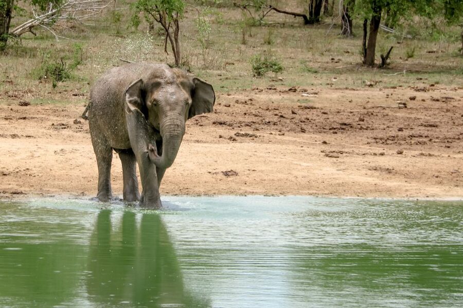 Colombo/Negombo: Sigiriya, Kandy, Ella 3-Day Trip with Train - The Udawalawe safari and the long return to Colombo