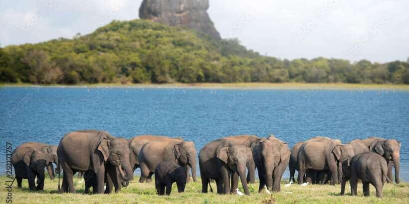 Colombo/Negombo to Sigiriya, Dambulla & Jeep Safari Day Tour - Five things to know before you book