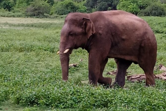 Colombo , Negombo to Trincomalee Transfer and Safari - Lunch adds a local pause