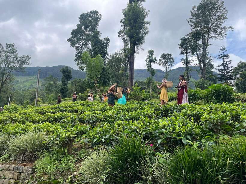 Colombo: Nuwara Eliya: Tea Gardens,Colonial Charm & High Tea - Who should book this day trip?
