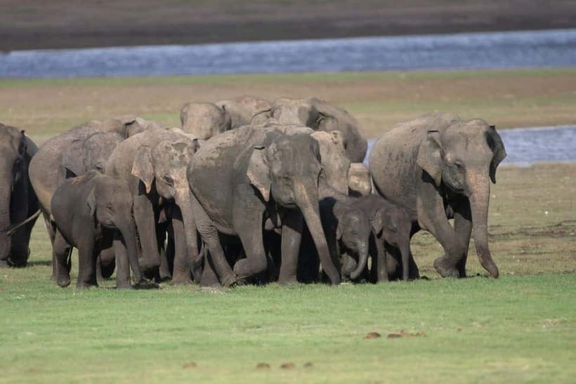 Colombo: Sigiriya, Dambulla Caves, & Wildlife Day Tour - The guides can make or break the day