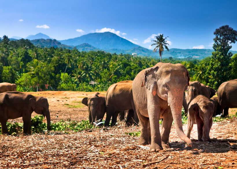 Colombo: Sri Lanka Cultural Triangle Hotspots 2-Day Tour - Dambulla’s painted caves and 157 Buddha statues