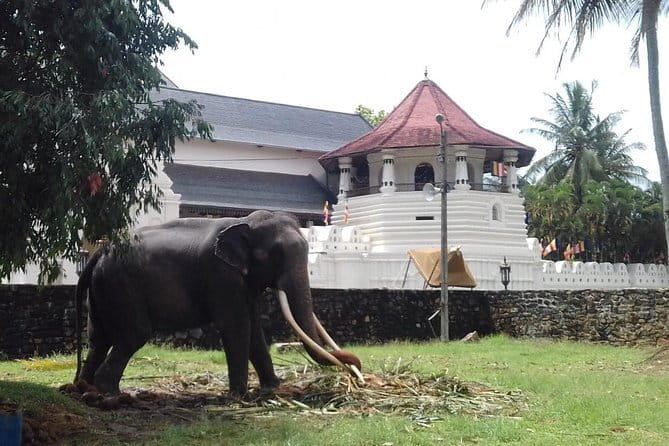 Colombo to Kandy Private Day Tour - Key points before you book