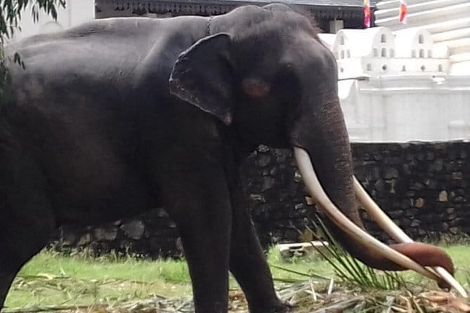 Colombo to Kandy Private Day Tour - Walking through 147 acres at Peradeniya