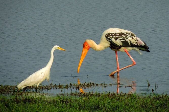 Colombo to Trincomalee Shuttle & Safari Drive - Choosing among Minneriya, Kaudulla, and Hurulu