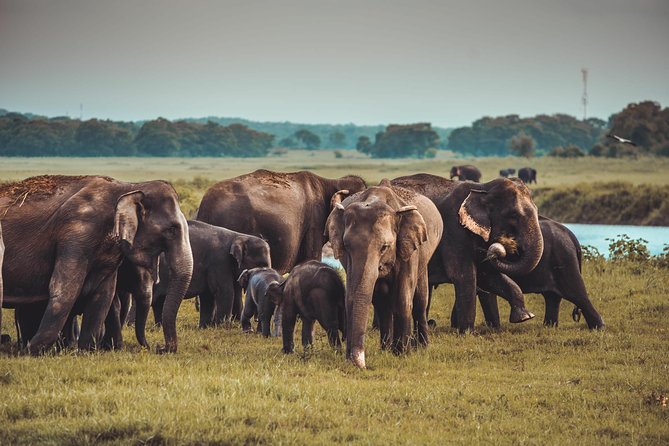 Colombo to Trincomalee Shuttle & Safari Drive - Is $140 good value?