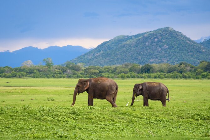 Colombo to Trincomalee Shuttle & Safari Drive - Who should book this experience?