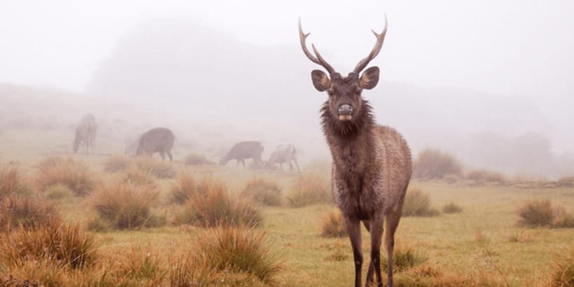 Comprehensive Excursion: Horton Plains and Pedro Tea Factory - Walking Horton Plains for three hours